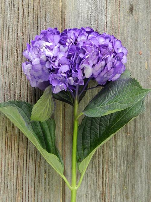 PAINTED DARK PURPLE #8  HYDRANGEAS